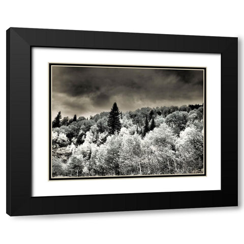 USA-Utah-Aspen Grove in infrared of the Logan Pass area Black Modern Wood Framed Art Print with Double Matting by Eggers, Terry