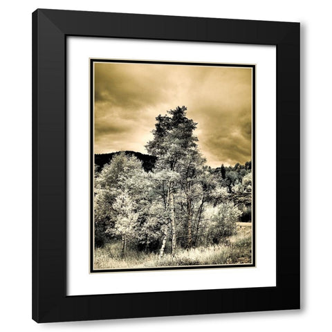 USA-Utah-Aspen Grove in infrared of the Logan Pass area Black Modern Wood Framed Art Print with Double Matting by Eggers, Terry