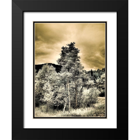 USA-Utah-Aspen Grove in infrared of the Logan Pass area Black Modern Wood Framed Art Print with Double Matting by Eggers, Terry