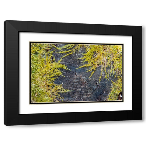 USA-Vermont-Morrisville-Jopson Lane-moss covering end of log Black Modern Wood Framed Art Print with Double Matting by Jones, Allison