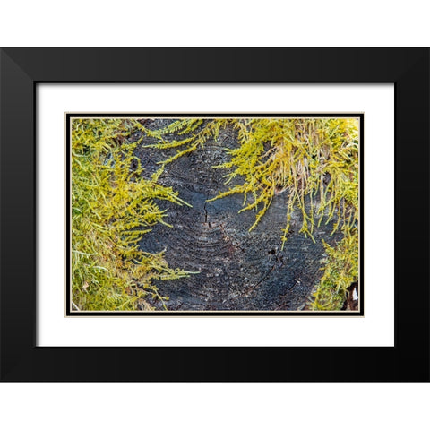 USA-Vermont-Morrisville-Jopson Lane-moss covering end of log Black Modern Wood Framed Art Print with Double Matting by Jones, Allison