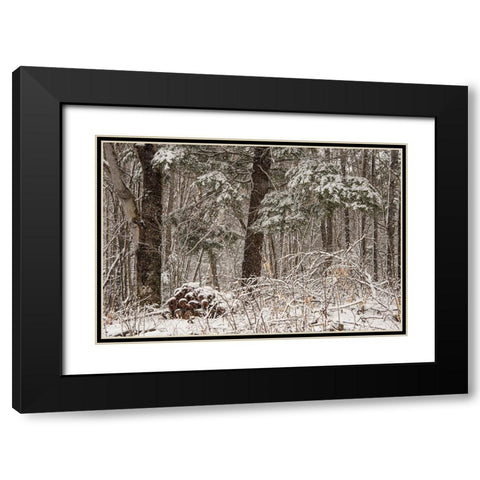 USA-Vermont-Morrisville-Jopson Lane-late spring snow fall in the forest Black Modern Wood Framed Art Print with Double Matting by Jones, Allison