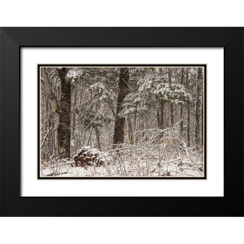 USA-Vermont-Morrisville-Jopson Lane-late spring snow fall in the forest Black Modern Wood Framed Art Print with Double Matting by Jones, Allison