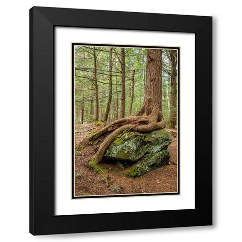 USA-Vermont-Morrisville Sterling Forest-tree with roots spread over lichen covered rocks Black Modern Wood Framed Art Print with Double Matting by Jones, Allison