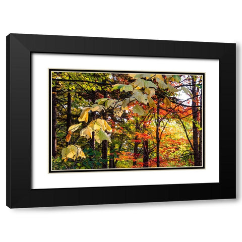 USA-Vermont-Morrisville-Jopson Lane Fall foliage Black Modern Wood Framed Art Print with Double Matting by Jones, Allison