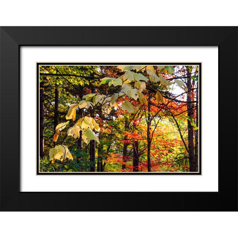 USA-Vermont-Morrisville-Jopson Lane Fall foliage Black Modern Wood Framed Art Print with Double Matting by Jones, Allison