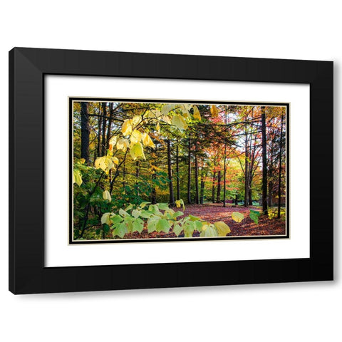 USA-Vermont-Morrisville-Jopson Lane Fall foliage Black Modern Wood Framed Art Print with Double Matting by Jones, Allison