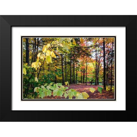 USA-Vermont-Morrisville-Jopson Lane Fall foliage Black Modern Wood Framed Art Print with Double Matting by Jones, Allison