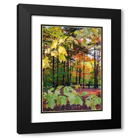 USA-Vermont-Morrisville-Jopson Lane Fall foliage Black Modern Wood Framed Art Print with Double Matting by Jones, Allison