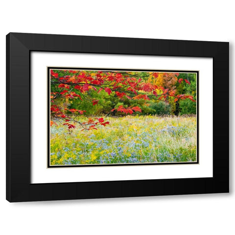USA-Vermont-Morrisville Lyle McKee Road-fall foliage Black Modern Wood Framed Art Print with Double Matting by Jones, Allison