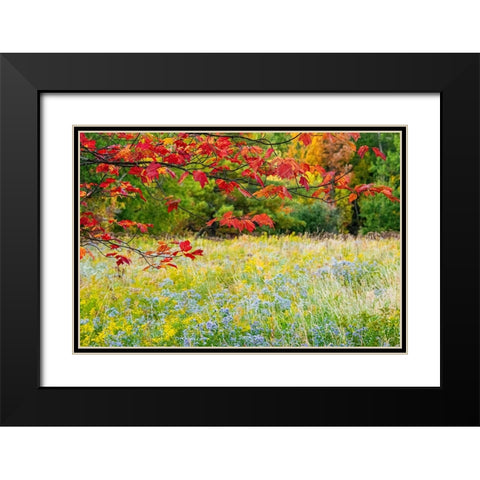 USA-Vermont-Morrisville Lyle McKee Road-fall foliage Black Modern Wood Framed Art Print with Double Matting by Jones, Allison