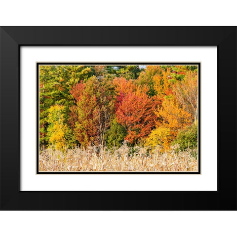 USA-Vermont-Morrisville Lyle McKee Road-fall foliage Black Modern Wood Framed Art Print with Double Matting by Jones, Allison