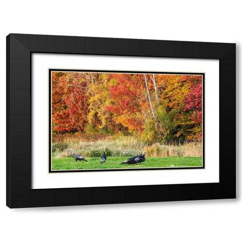USA-Vermont-Morrisville Lyle McKee Road-fall foliage-flock of wild turkeys Black Modern Wood Framed Art Print with Double Matting by Jones, Allison