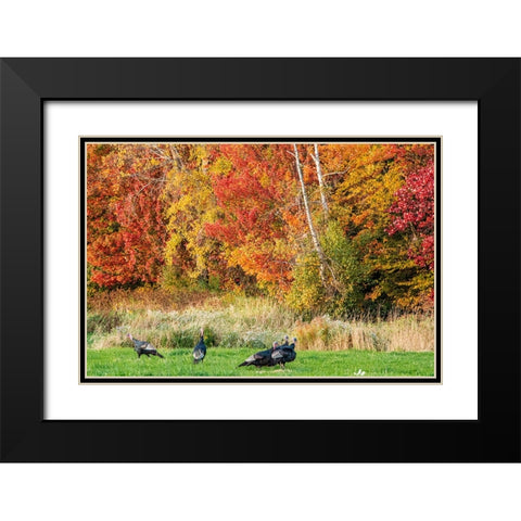 USA-Vermont-Morrisville Lyle McKee Road-fall foliage-flock of wild turkeys Black Modern Wood Framed Art Print with Double Matting by Jones, Allison