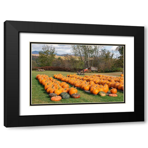 USA-Vermont-Stowe-West Hill Rd-pumpkin field Black Modern Wood Framed Art Print with Double Matting by Jones, Allison