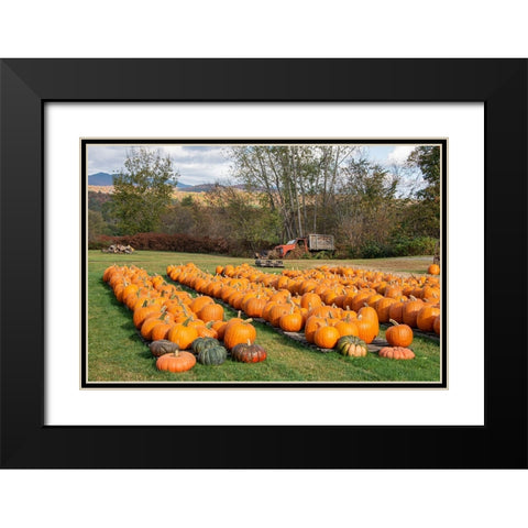 USA-Vermont-Stowe-West Hill Rd-pumpkin field Black Modern Wood Framed Art Print with Double Matting by Jones, Allison