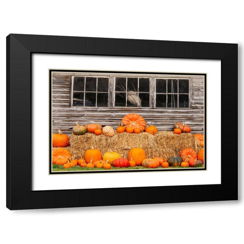 USA-Vermont-Stowe-West Hill Rd-pumpkin field Black Modern Wood Framed Art Print with Double Matting by Jones, Allison