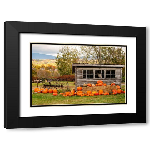 USA-Vermont-Stowe-West Hill Rd-pumpkin field Black Modern Wood Framed Art Print with Double Matting by Jones, Allison