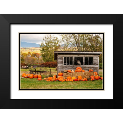 USA-Vermont-Stowe-West Hill Rd-pumpkin field Black Modern Wood Framed Art Print with Double Matting by Jones, Allison