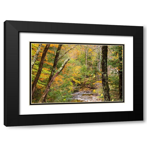 USA-Vermont-Stowe-Sterling Valley tributary to Little River in fall foliage Black Modern Wood Framed Art Print with Double Matting by Jones, Allison