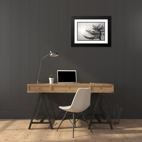 USA-Vermont-Morrisville-Jopson Lane Tree silhouetted against winter sky Black Modern Wood Framed Art Print with Double Matting by Jones, Allison
