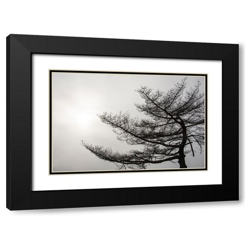 USA-Vermont-Morrisville-Jopson Lane Tree silhouetted against winter sky Black Modern Wood Framed Art Print with Double Matting by Jones, Allison