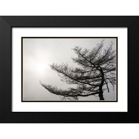 USA-Vermont-Morrisville-Jopson Lane Tree silhouetted against winter sky Black Modern Wood Framed Art Print with Double Matting by Jones, Allison