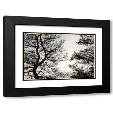 USA-Vermont-Morrisville-Jopson Lane Tree silhouetted against winter sky Black Modern Wood Framed Art Print with Double Matting by Jones, Allison