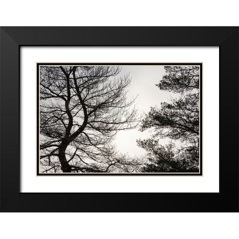 USA-Vermont-Morrisville-Jopson Lane Tree silhouetted against winter sky Black Modern Wood Framed Art Print with Double Matting by Jones, Allison