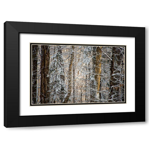 USA-Vermont-Morrisville-snow covered forest full of trees Black Modern Wood Framed Art Print with Double Matting by Jones, Allison