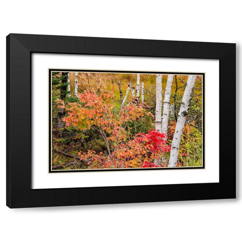 USA-Vermont-Stowe-birch trees around wetlands above the Toll House on Route 108 Black Modern Wood Framed Art Print with Double Matting by Jones, Allison