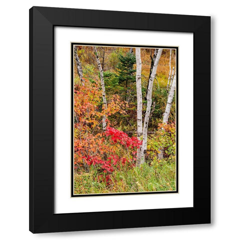 USA-Vermont-Stowe-birch trees around wetlands above the Toll House on Route 108 Black Modern Wood Framed Art Print with Double Matting by Jones, Allison