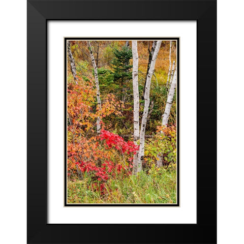 USA-Vermont-Stowe-birch trees around wetlands above the Toll House on Route 108 Black Modern Wood Framed Art Print with Double Matting by Jones, Allison