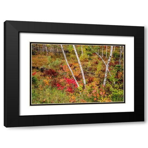 USA-Vermont-Stowe-birch trees around wetlands above the Toll House on Route 108 Black Modern Wood Framed Art Print with Double Matting by Jones, Allison