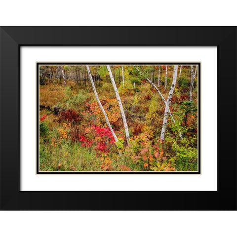 USA-Vermont-Stowe-birch trees around wetlands above the Toll House on Route 108 Black Modern Wood Framed Art Print with Double Matting by Jones, Allison