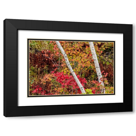 USA-Vermont-Stowe-birch trees around wetlands above the Toll House on Route 108 Black Modern Wood Framed Art Print with Double Matting by Jones, Allison
