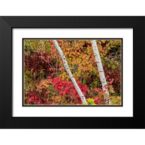 USA-Vermont-Stowe-birch trees around wetlands above the Toll House on Route 108 Black Modern Wood Framed Art Print with Double Matting by Jones, Allison