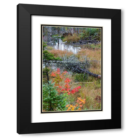 USA-Vermont-Stowe-birch trees around wetlands above the Toll House on Route 108 Black Modern Wood Framed Art Print with Double Matting by Jones, Allison