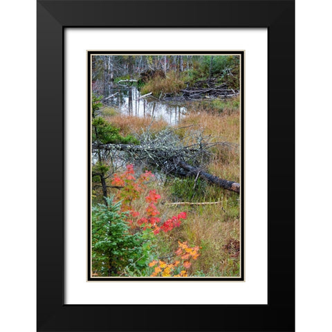 USA-Vermont-Stowe-birch trees around wetlands above the Toll House on Route 108 Black Modern Wood Framed Art Print with Double Matting by Jones, Allison