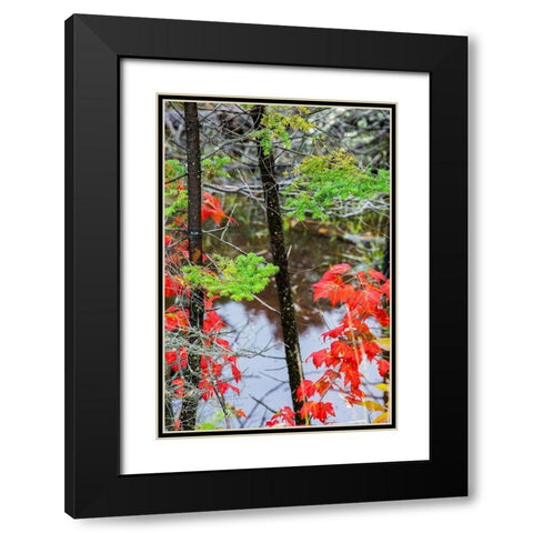 USA-Vermont-Stowe-birch trees around wetlands above the Toll House on Route 108 Black Modern Wood Framed Art Print with Double Matting by Jones, Allison