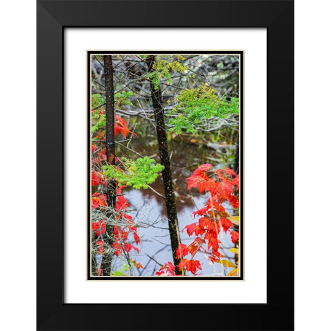 USA-Vermont-Stowe-birch trees around wetlands above the Toll House on Route 108 Black Modern Wood Framed Art Print with Double Matting by Jones, Allison