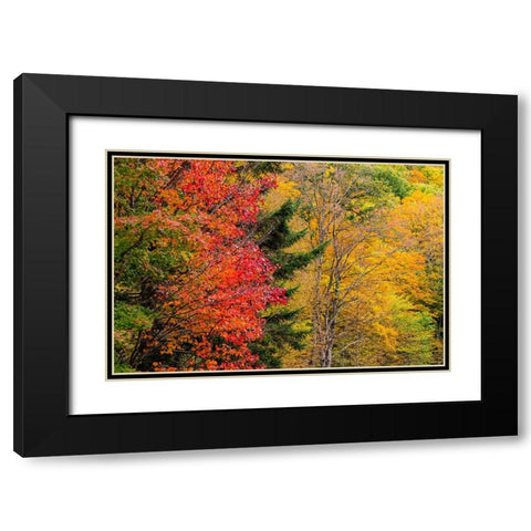 USA-Vermont-Fall foliage in Mad River Valley along trail to Warren Falls Black Modern Wood Framed Art Print with Double Matting by Jones, Allison