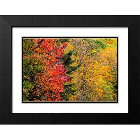 USA-Vermont-Fall foliage in Mad River Valley along trail to Warren Falls Black Modern Wood Framed Art Print with Double Matting by Jones, Allison