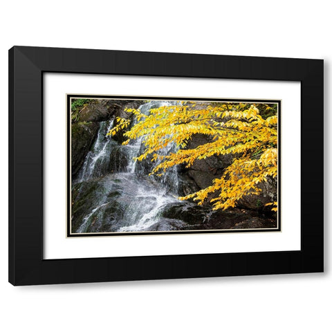 USA-Vermont-Fall foliage in Mad River Valley along trail to Warren Falls Black Modern Wood Framed Art Print with Double Matting by Jones, Allison