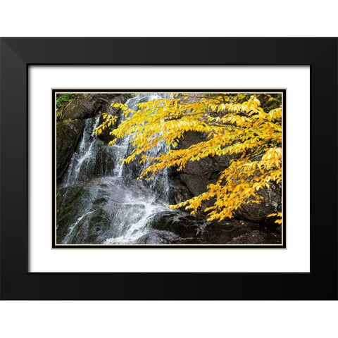 USA-Vermont-Fall foliage in Mad River Valley along trail to Warren Falls Black Modern Wood Framed Art Print with Double Matting by Jones, Allison