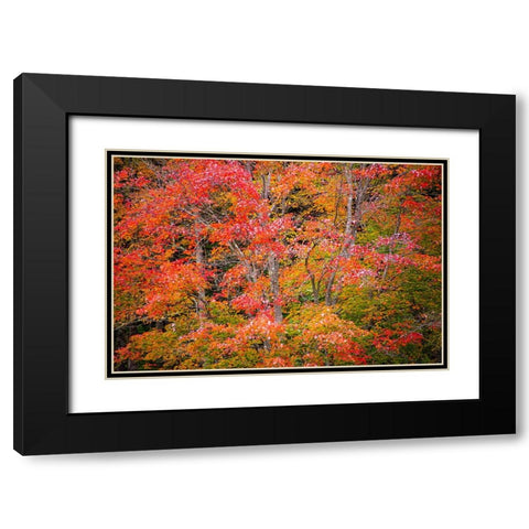 USA-Vermont-Fall foliage in Green Mountains at Bread Loaf-owned by Middlebury College Black Modern Wood Framed Art Print with Double Matting by Jones, Allison