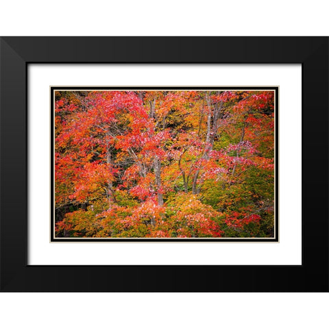 USA-Vermont-Fall foliage in Green Mountains at Bread Loaf-owned by Middlebury College Black Modern Wood Framed Art Print with Double Matting by Jones, Allison