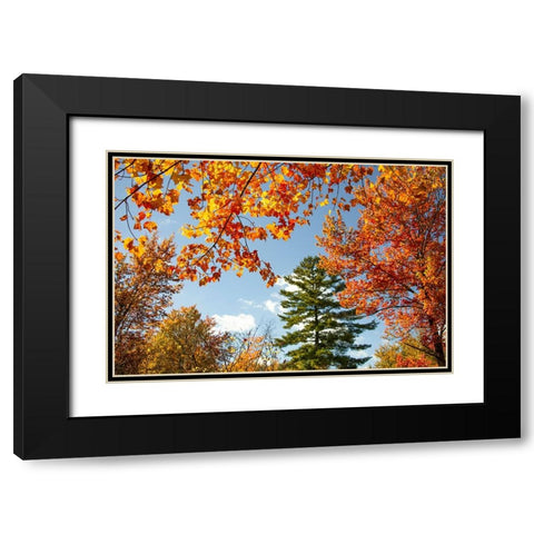 USA-Vermont-Fall foliage in Morrisville on Jopson Lane Black Modern Wood Framed Art Print with Double Matting by Jones, Allison