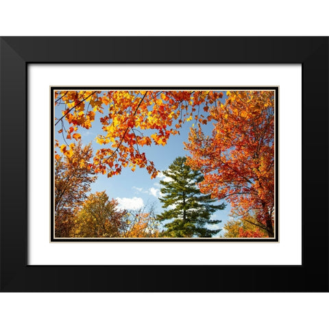 USA-Vermont-Fall foliage in Morrisville on Jopson Lane Black Modern Wood Framed Art Print with Double Matting by Jones, Allison