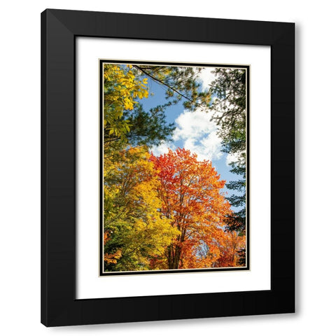 USA-Vermont-Fall foliage in Morrisville on Jopson Lane Black Modern Wood Framed Art Print with Double Matting by Jones, Allison
